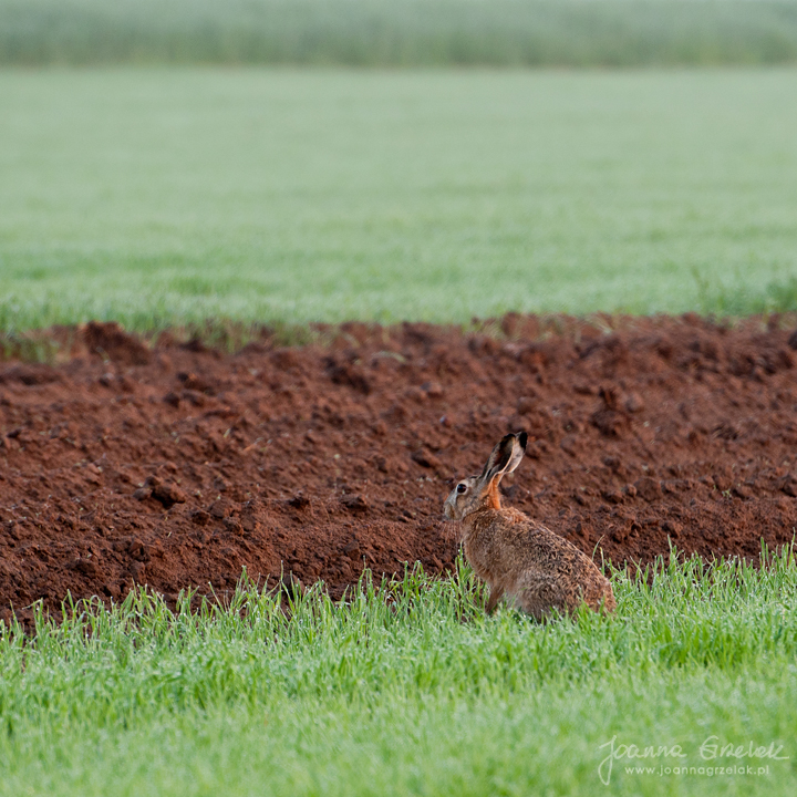 003_Biebrza - maj 2013.jpg